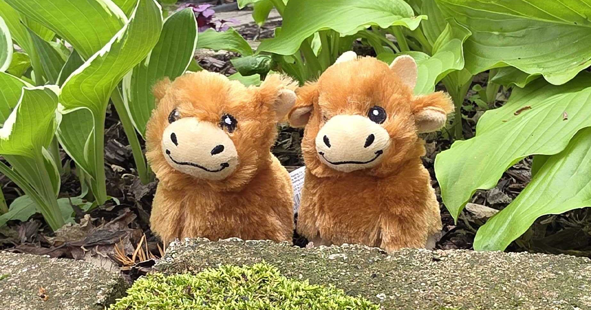 IndispensAbility Highland Cow Mascot